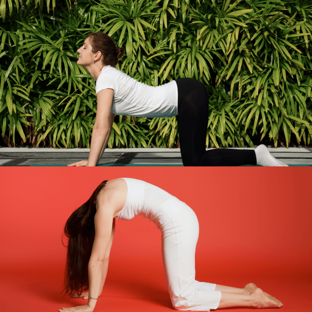 Best Yoga Poses